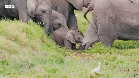 Baby Elephant Gets Left Behind and Learns an Important Lesson