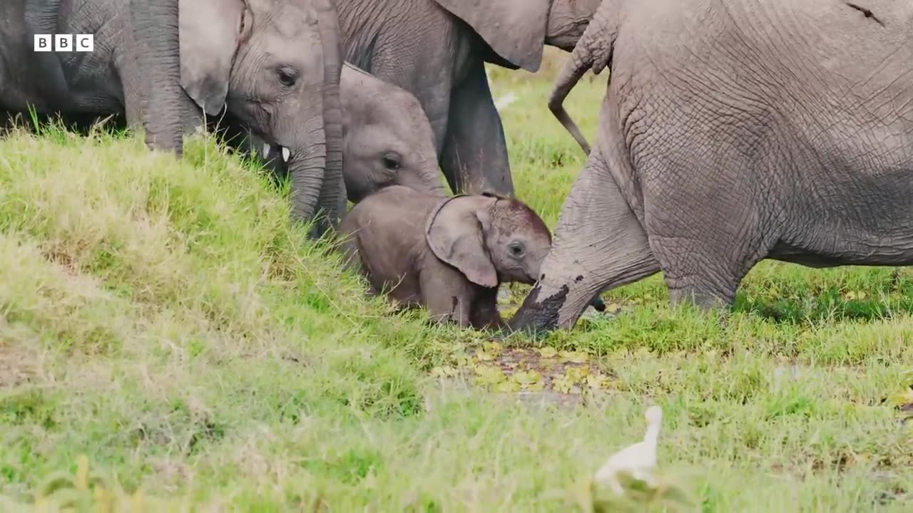 Baby Elephant Gets Left Behind and Learns an Important Lesson