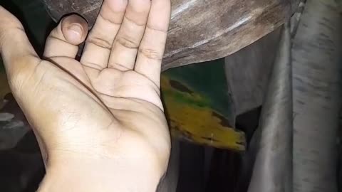 Sudden Spider Springs For Moth