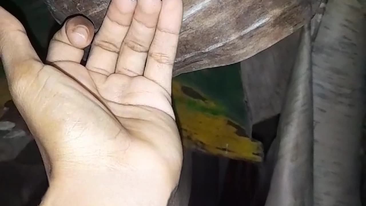 Sudden Spider Springs For Moth