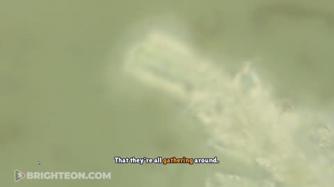 🚨🇺🇸 VIDEO PROOF： #Chemtrail Samples Come to #Life ▪️ April 30, 2025 #nanotechnology #NANOTECH #NANOBOT #GEOENGINEERING