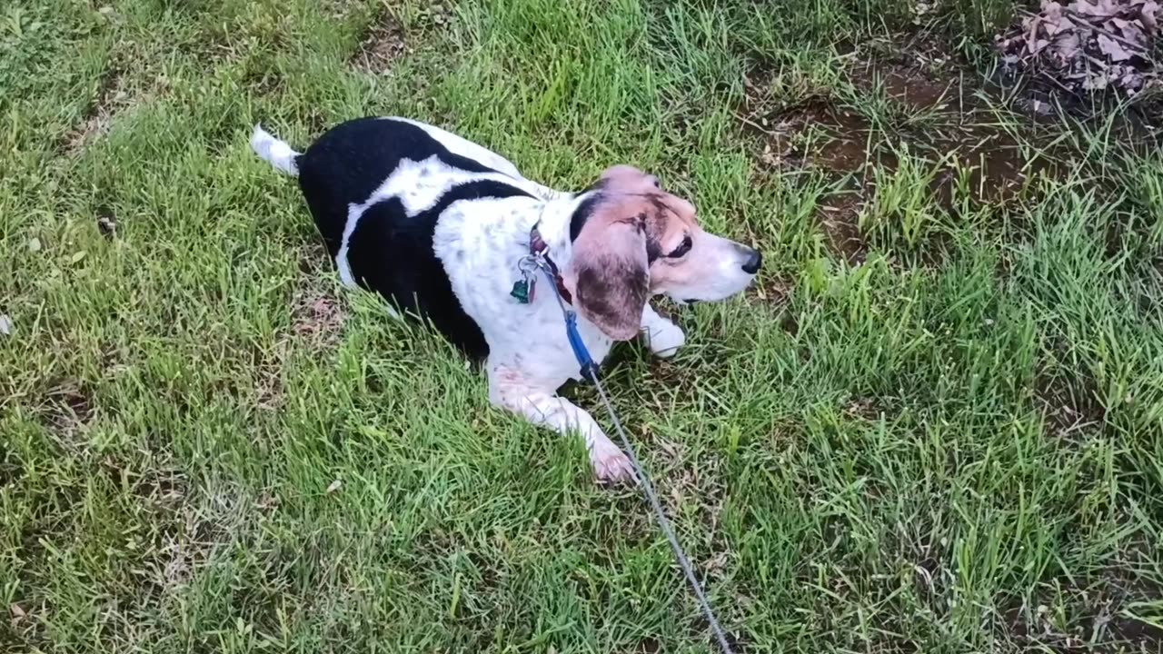 Bandit