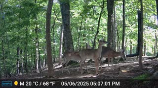 The Woods – 05/07/2025