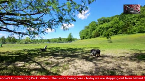 The People's Opinion- Live from the Dog Park