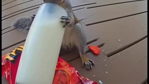Hot Cheetos squirrel 🤣🐿️ MEME