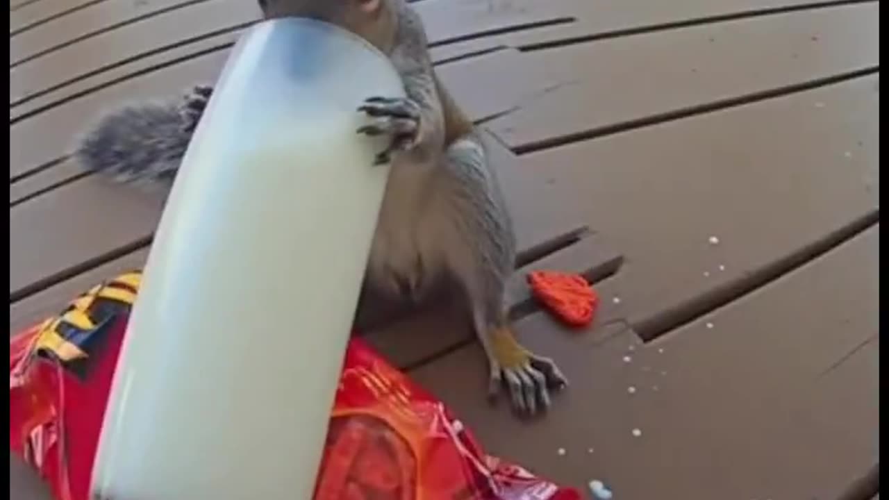 Hot Cheetos squirrel 🤣🐿️ MEME