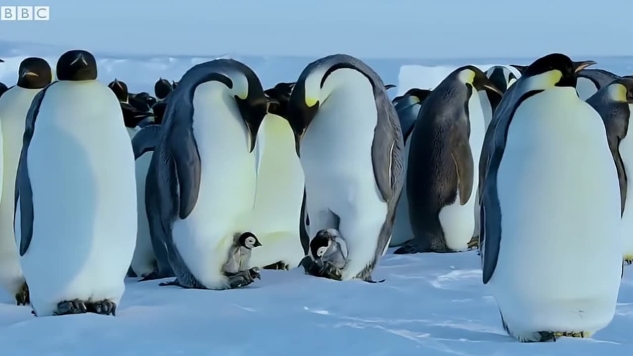🌍🦆 BBC Breaks Rule to Save Penguins! | FeedMyCuriosity