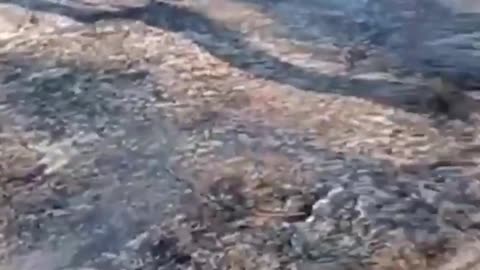 🎯💥 Ukraine Russia War | Russian Soldier Laments Ukrainian Artillery Strike on Positions | RCF