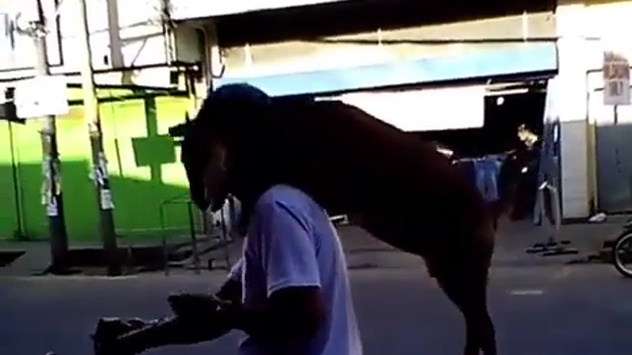 🤣🐐 This Goat Walks the City Like a Pro! | FunFM