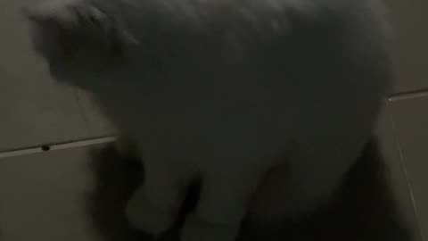 Cat cute little