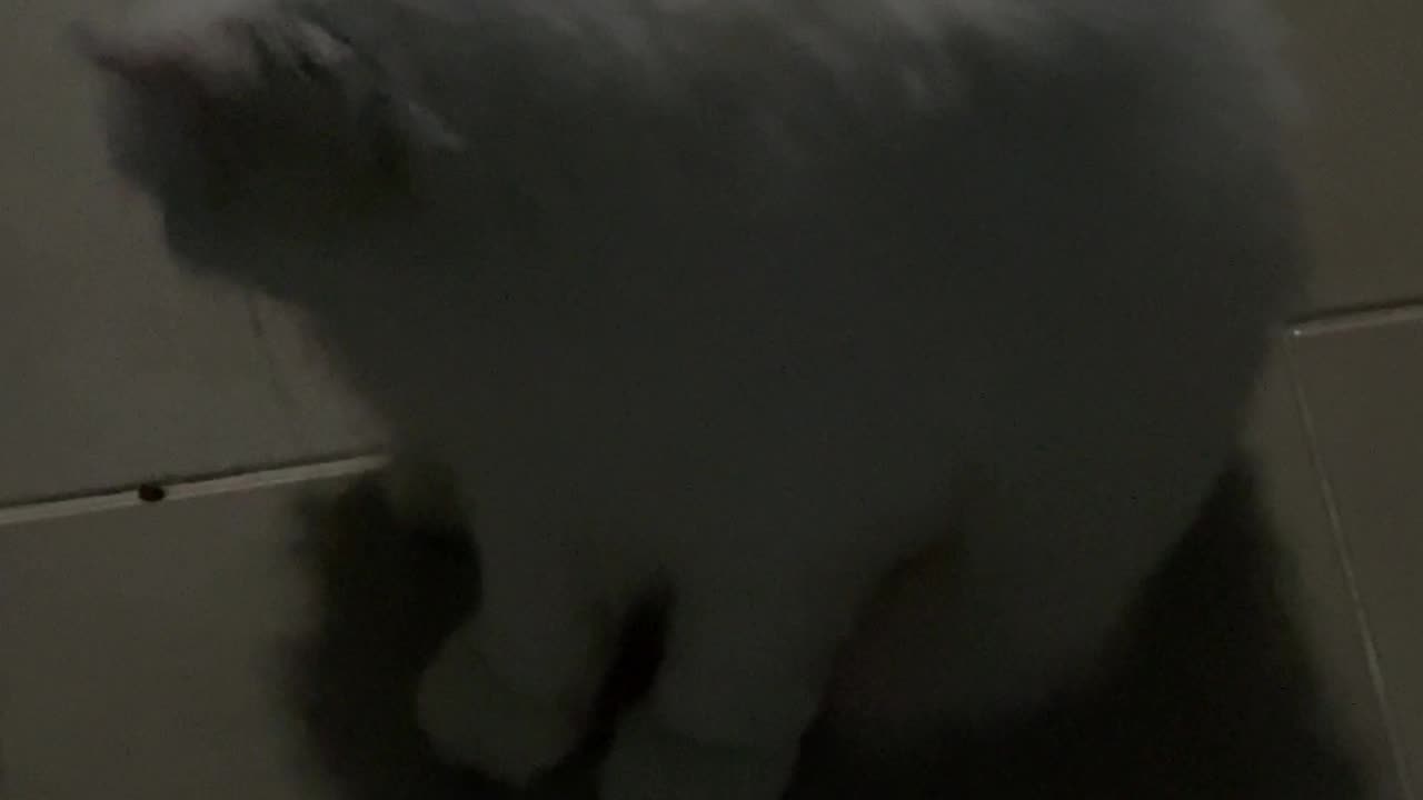 Cat cute little