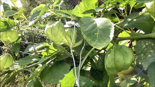 Little Fruits Tomatillo Aug 2022