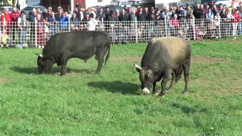 Brnjo od Halkića i Kočića vs Jelenko od Dubice Sanica 2025