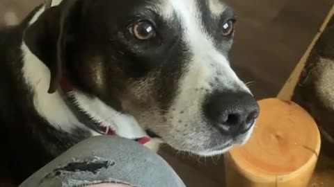 😅💥 Anxiety Overload! Stressing Out My Friend's Service Dog | FunFM