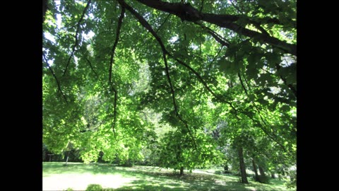 An Expression Of Love Maple Tree August 2024