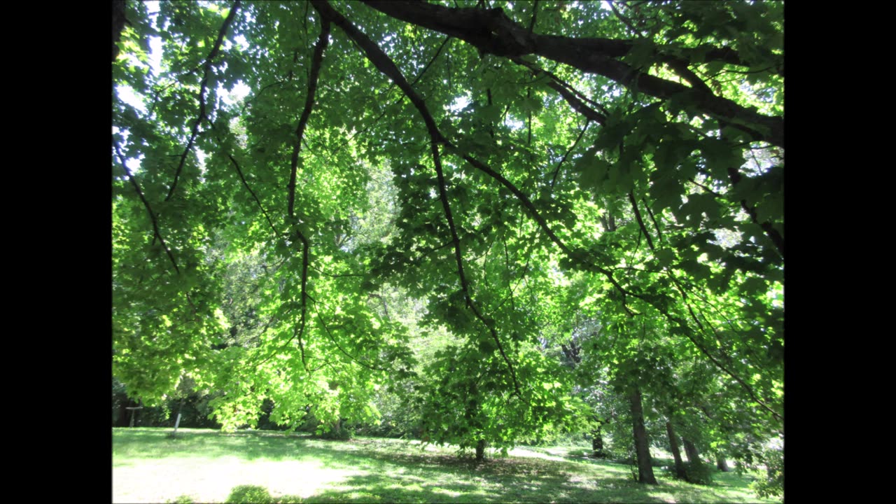 An Expression Of Love Maple Tree August 2024