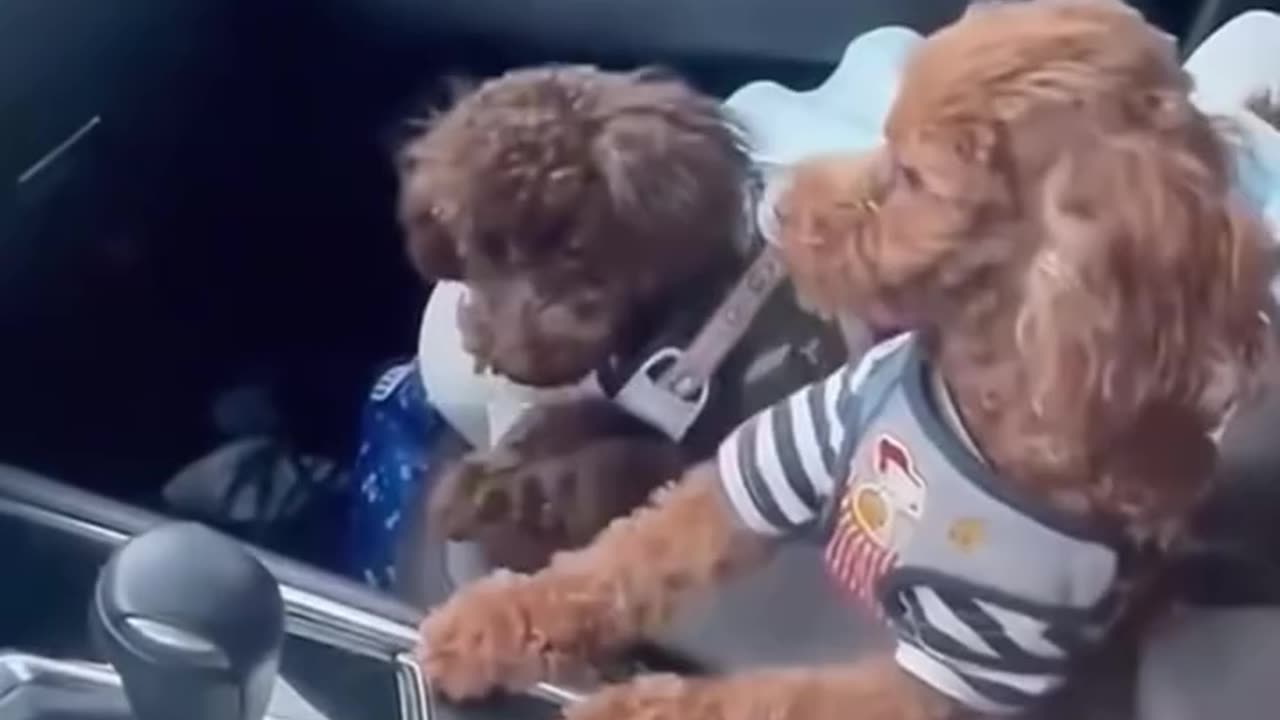 Sleeping puppy