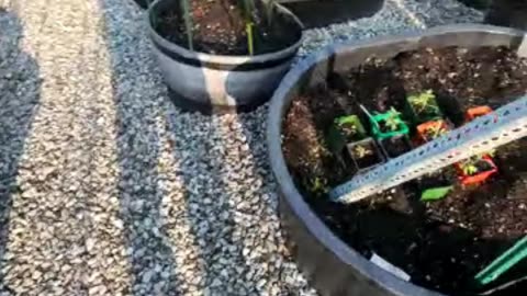 Prepper Garden Update