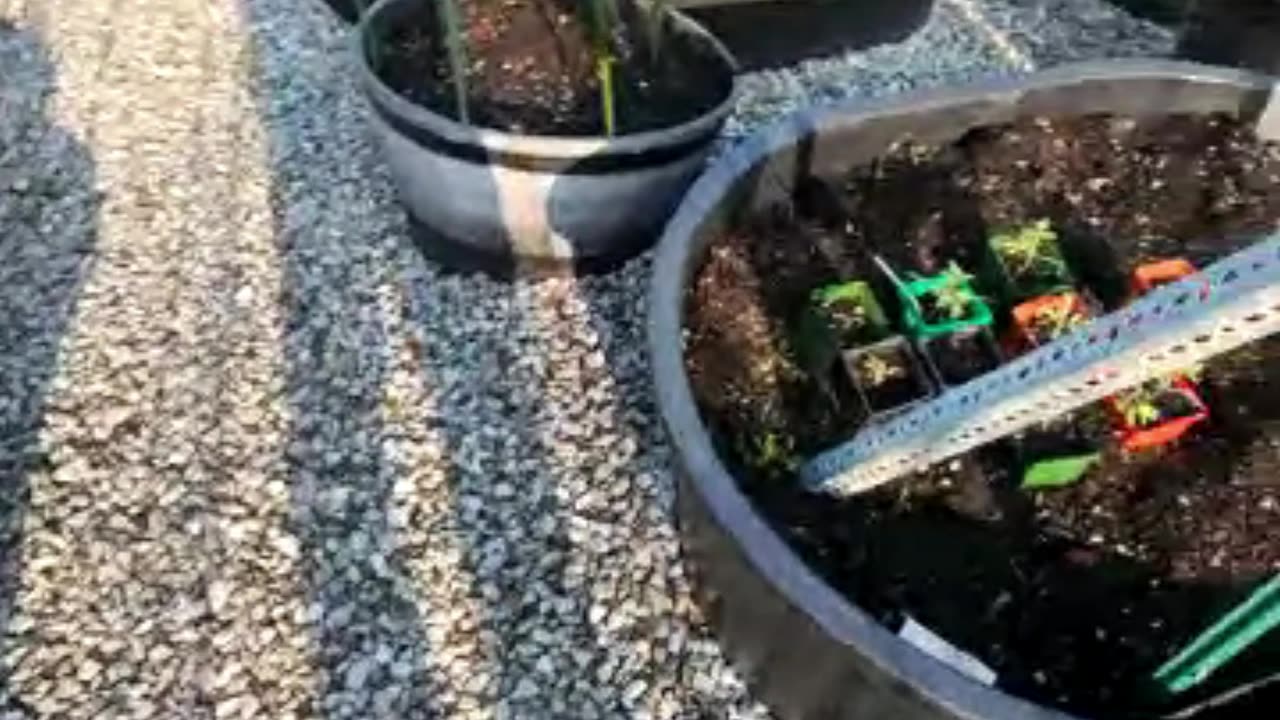 Prepper Garden Update