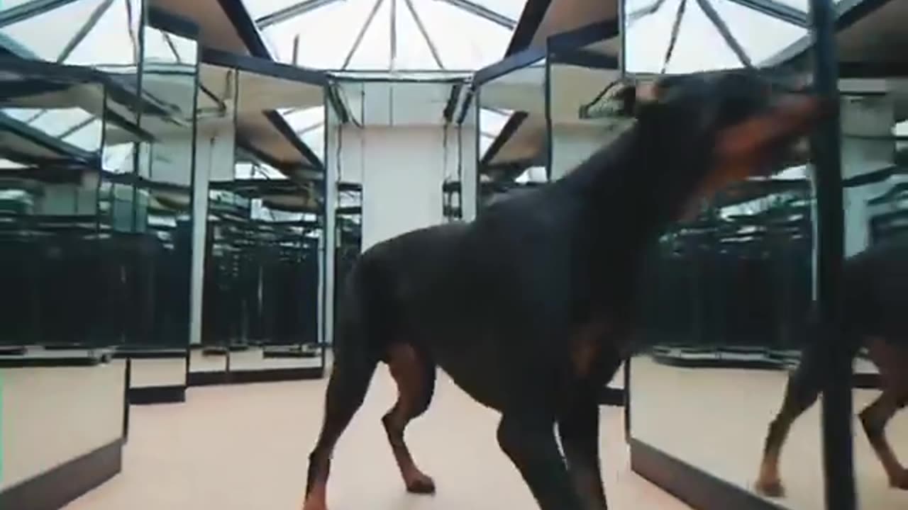 Life is a room full of mirrors