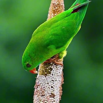 Feelin' Peckish! 🦜🌿 | Sounds of Nature