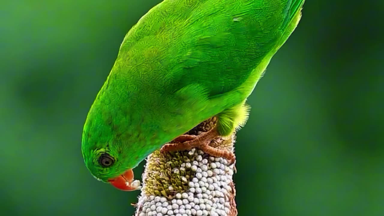 Feelin' Peckish! 🦜🌿 | Sounds of Nature