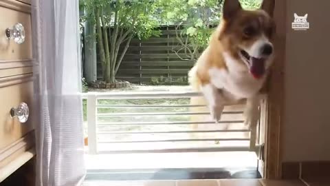 Must Watch: Fluffy Fails & Furry Wins | The Pet Collective