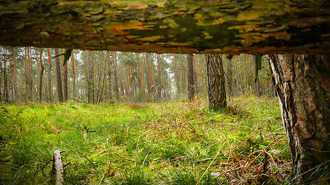 2 minutes of tranquility: Pine Forest in Spring - Forest Sounds - Nature Sounds