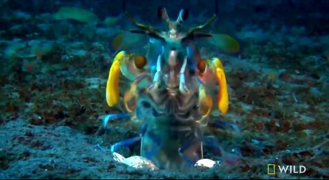 ACTUAL AMAZING WILDLIFE BATTLE. OCTOPUS VS MANTIS SHRIMP 🍤