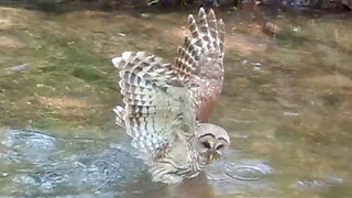 Owl Looking Around in a Stream