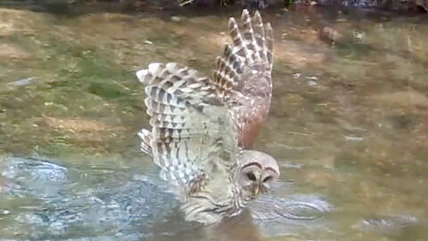 Owl Looking Around in a Stream