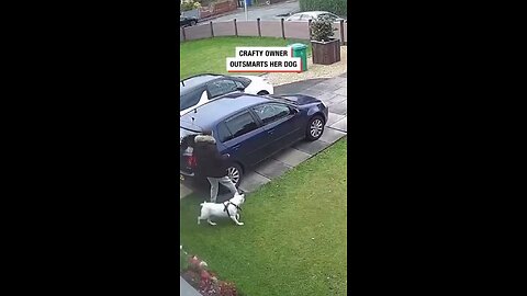 This Dog Just Broke the Internet 😂🐾 | Funniest Dog Moments Ever