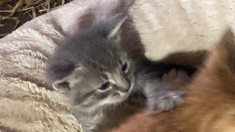 Kitten Can Cuteness!