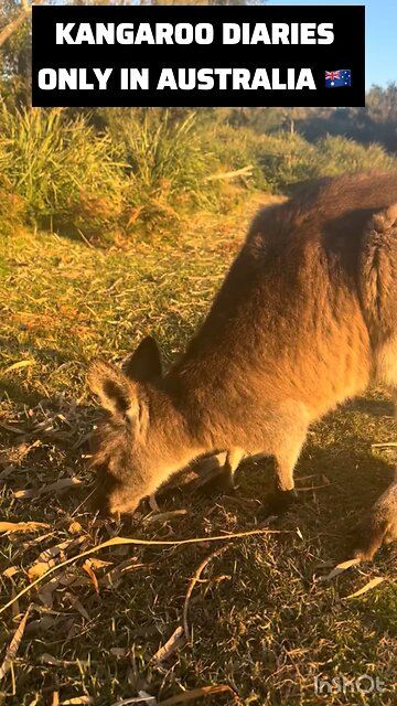 Australian kangaroo