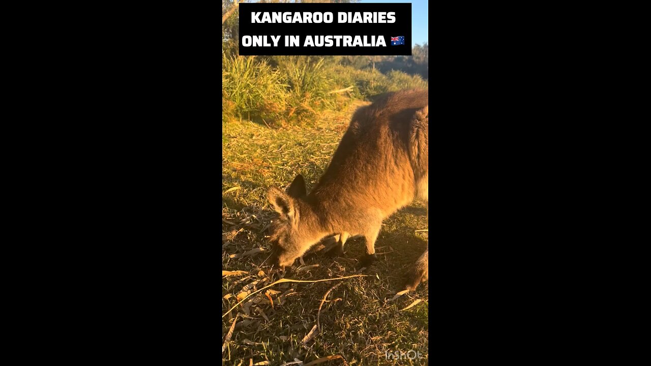 Australian kangaroo
