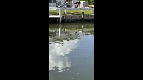 Canal Life | Big Manatee! | 4K