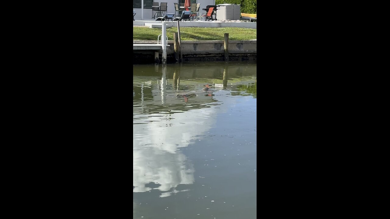 Canal Life | Big Manatee! | 4K