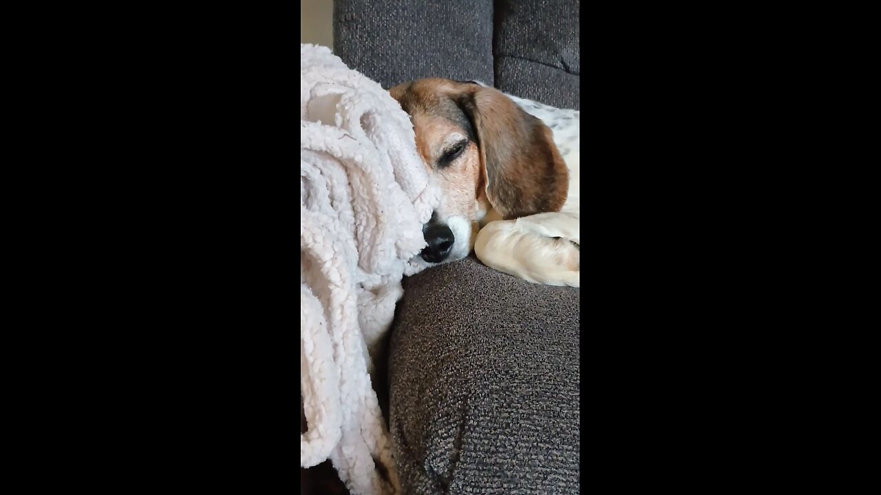 Bandit