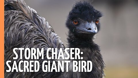 Emu Dad vs The Outback: An Epic Survival Story | Full Documentary