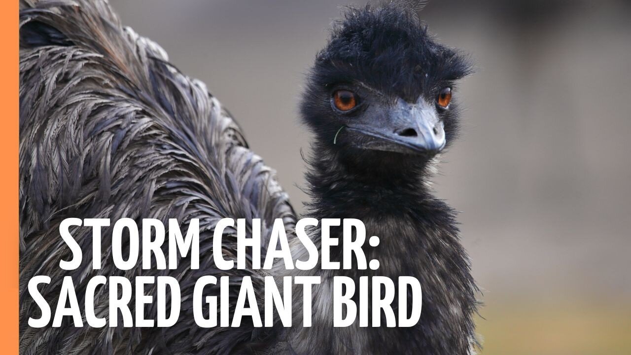 Emu Dad vs The Outback: An Epic Survival Story | Full Documentary