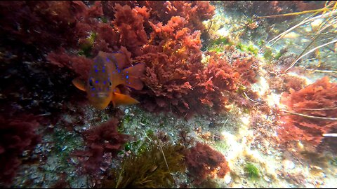 Hangout Reef and Cute Fish Views Part 2 of 3 #cute #babyanimals #underwater Lounging