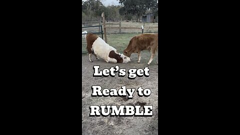 When Two Young Bulls Think They’re UFC Fighters 🤣