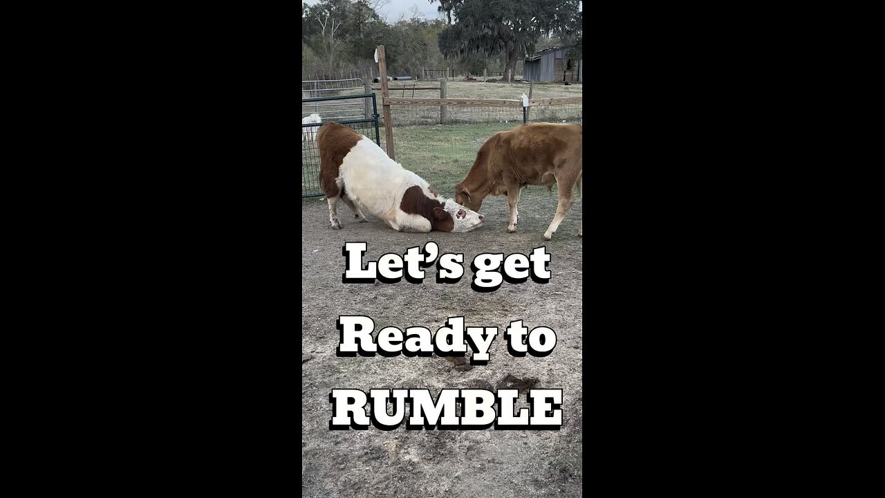 When Two Young Bulls Think They’re UFC Fighters 🤣