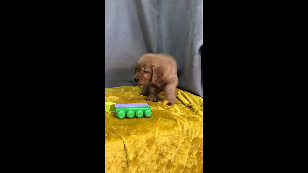 Golden retriever Lucifer