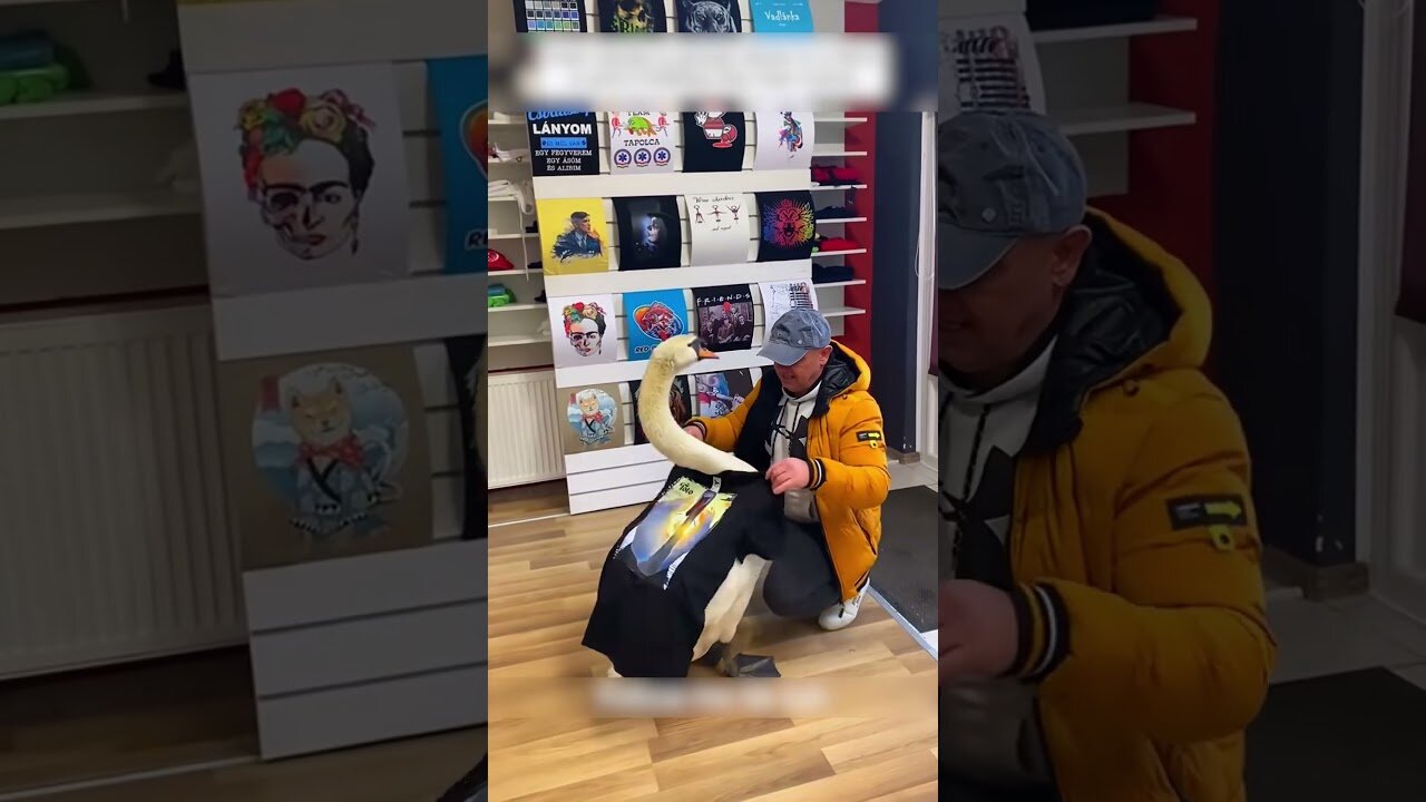 Kids mocked the swan and the man saved him