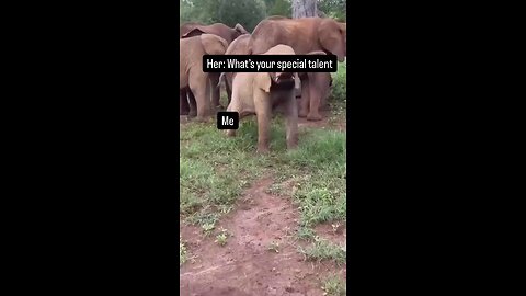 Baby elephant swinging his trunk.