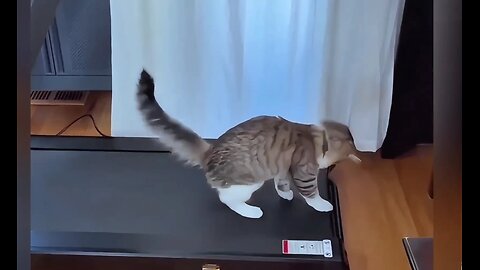 Cat Uses Treadmill - TO MOONWALK! 🤣