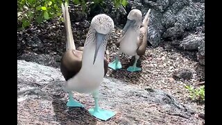Blue-Footed Booby Showing Off His New Shoes…