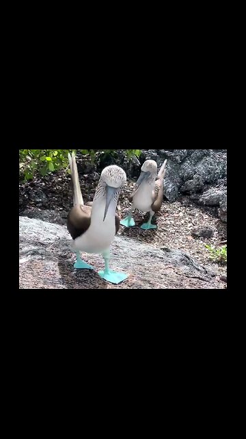 Blue-Footed Booby Showing Off His New Shoes…