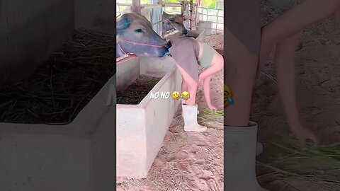 funny animals compilation #funnyanimals #animals #pets #shorts
